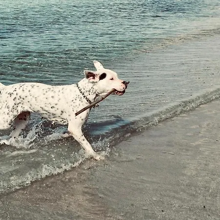 Margherita *