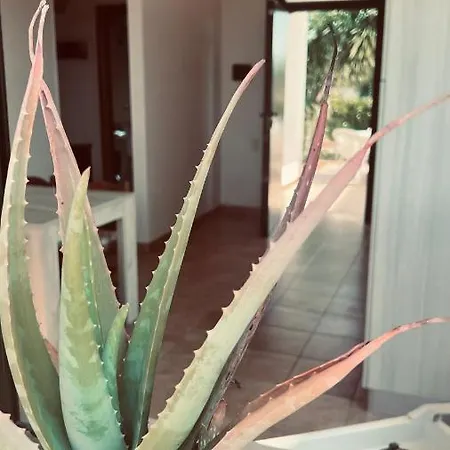 Margherita *